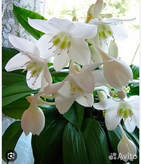 Лилия в горшочке