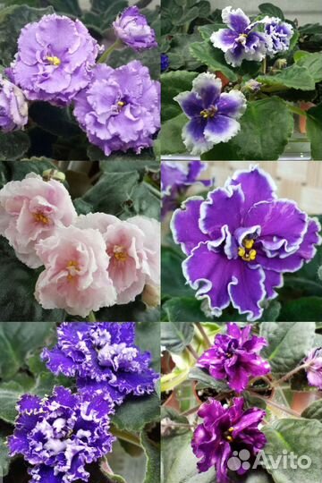 Сортовые фиалки листочки на срез,черенки