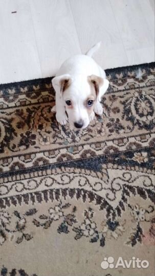 Щенки джек рассел терьер девочка