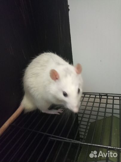 Крыса с клеткой