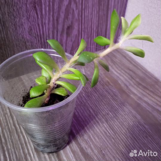 Анакампсерос