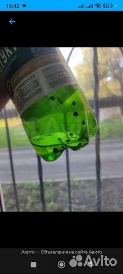 Улитки Теодоктус астраханикус