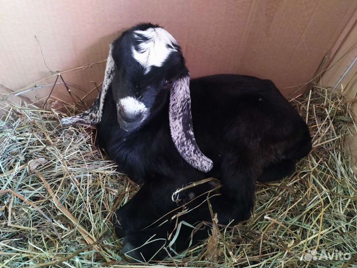 Молоко козье. Йогурт. Яйца