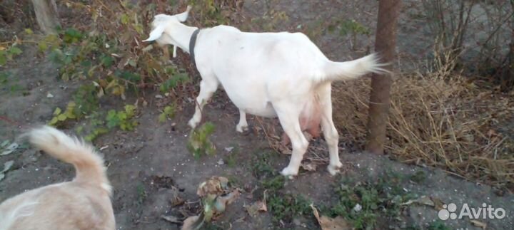 Коза дойная, нубийка