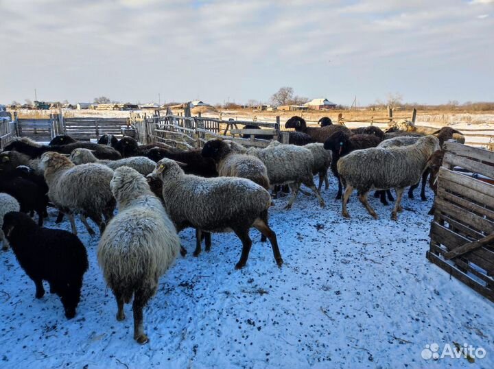 Овцы и бараны