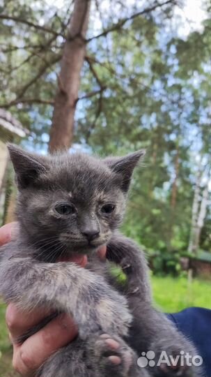 Отдаю котенка в добрые руки