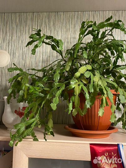 Декабрист (шлюмбергера красный) с горшком