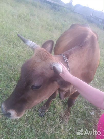 Тёлка стельная, дойные коровы