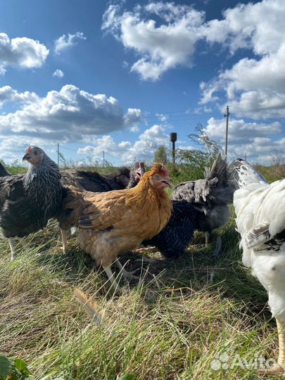 Куры Доминант