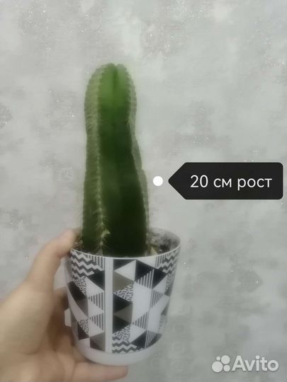 Кактусы