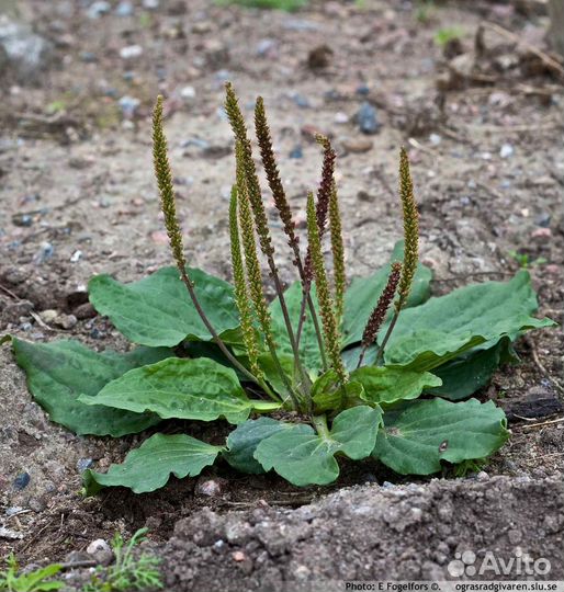 Подорожник (семена)