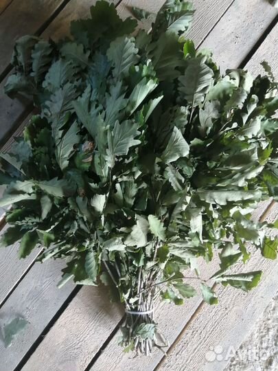 Пучек дубовый