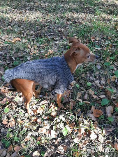 Той Терьер для вязки