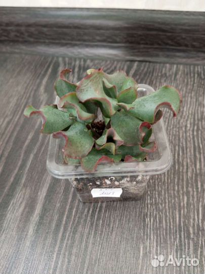 Крассула ундулатифолия