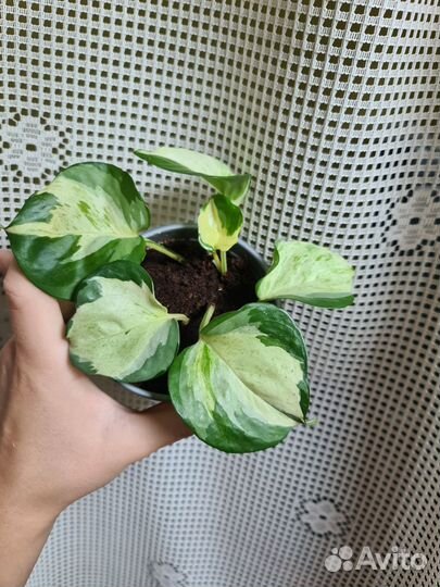 Филодендрон ринг оф Файер Эпипренум Хеппи лиф