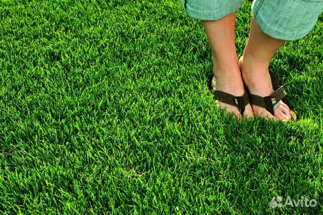 Семена многолетнего газона