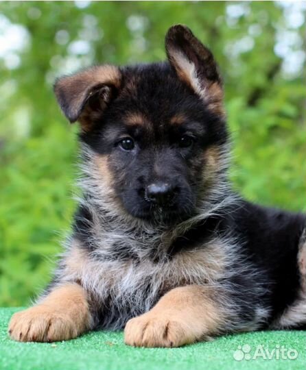 Щенки и собаки, метисы, фенотипы овчарок