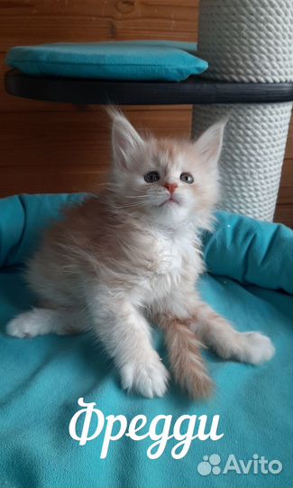 Котята мейн-кун