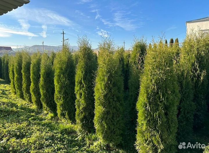 Туя Колумна