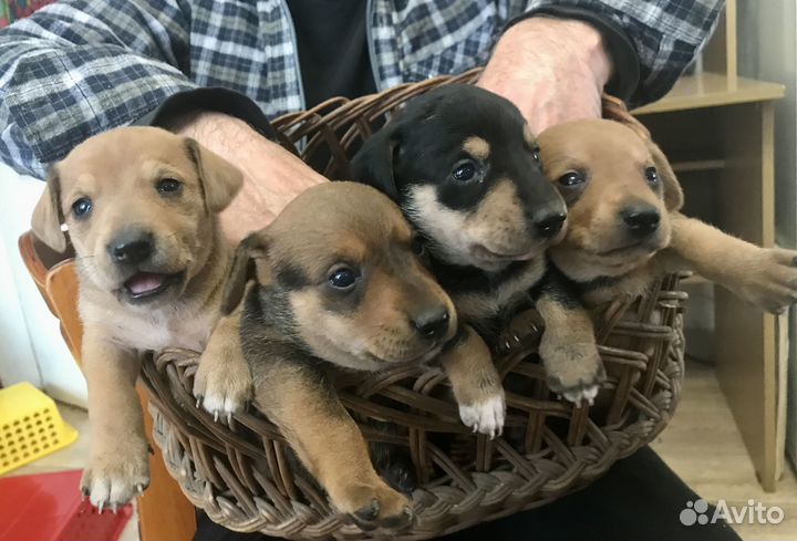 Продаются щенки таксы