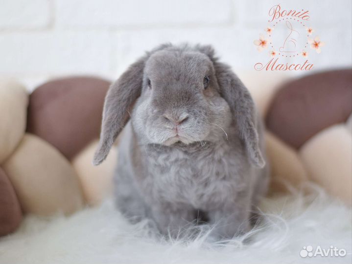Декоративные карликовые кролики