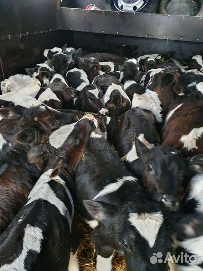 Телята бычки