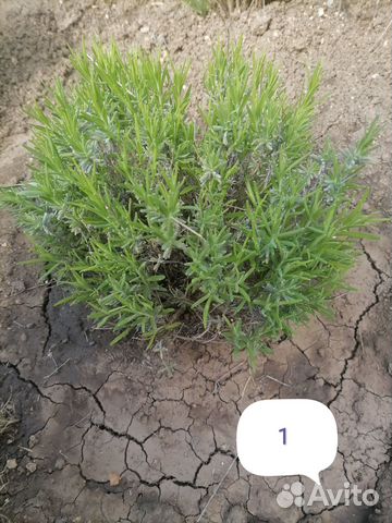 Лаванда крымская