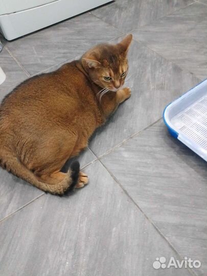 Передержка домашних животных