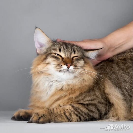 Норвежский лесной котенок