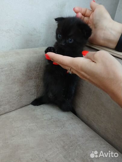 Шотландская вислоухая