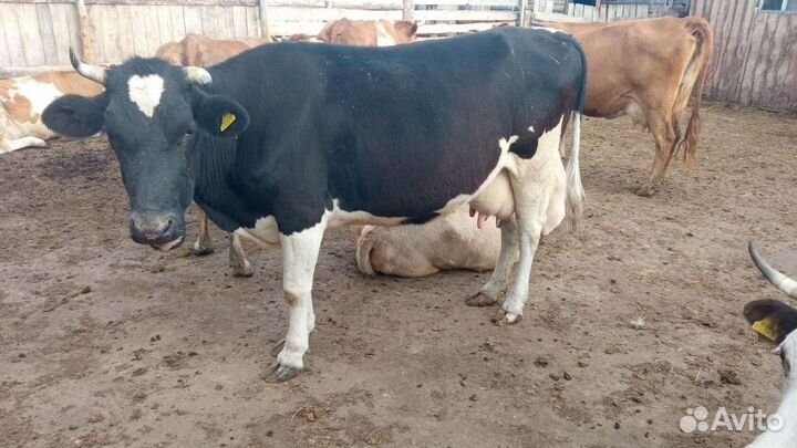 Коровы дойные молочные