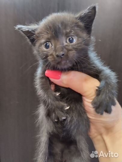 Отдам бесплатно