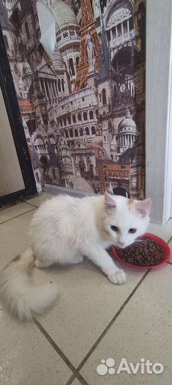 Кот