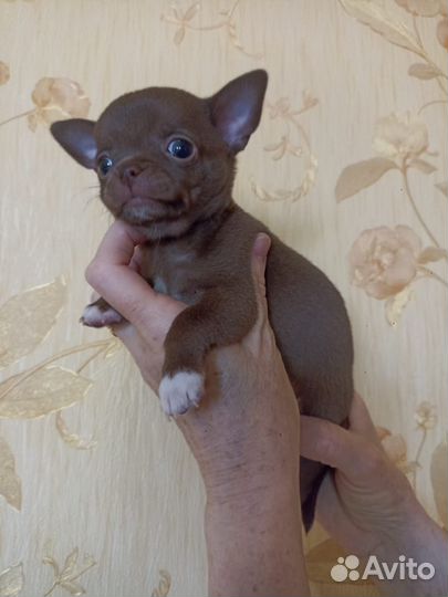 Собаки щенки