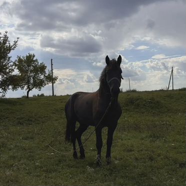 Продажа лошадей, Алтайский край