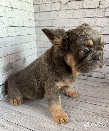 Французский бульдог флаффи девочка