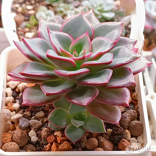 Суккуленты