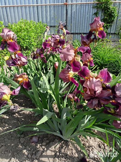 Ирисы бородатые