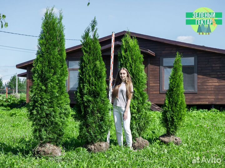 Туя смарагд 200 см свежая копка 2023