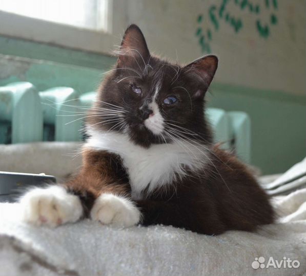 Особенная кошечка