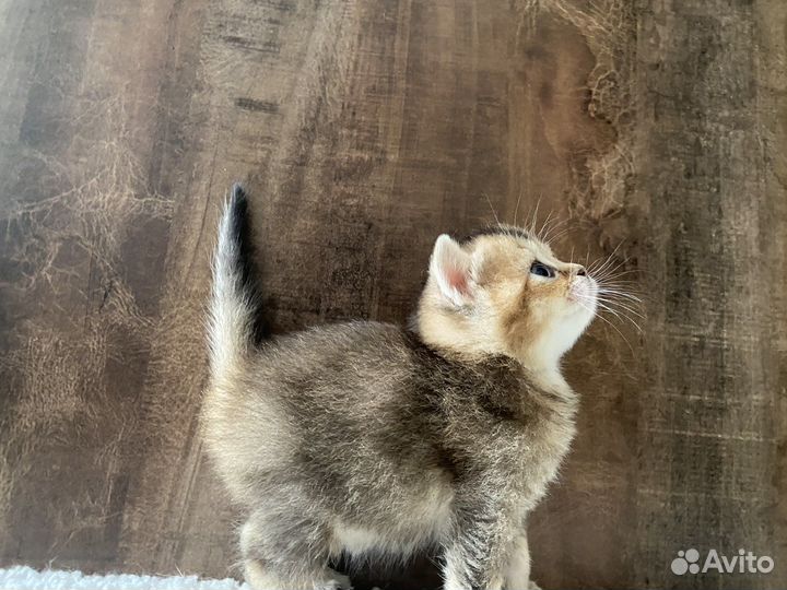 Британские котята золотая шиншилла