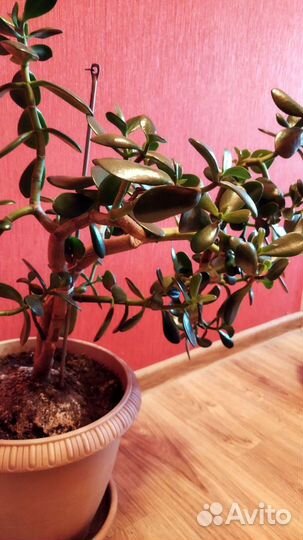 Денежное дерево толстянка