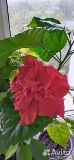 Махровая китайская роза(гибискус). Подростки
