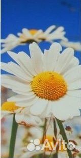 Картины модульные(3мод) на подрамнике.Ромашки