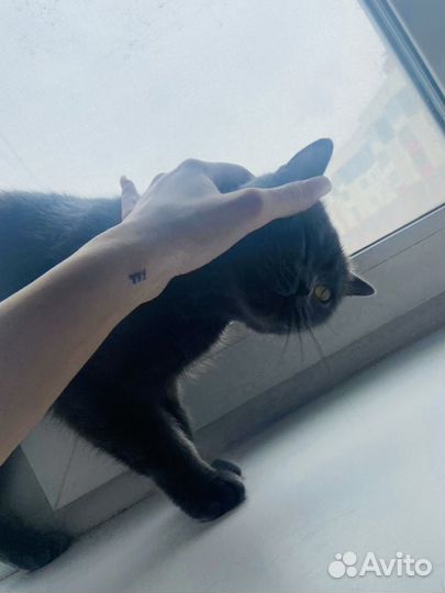 Кошечка в добрые руки