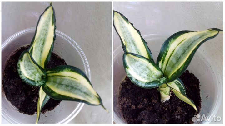 Сансевиерия Ханни (часть 2)