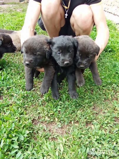 Щеночки в добрые руки