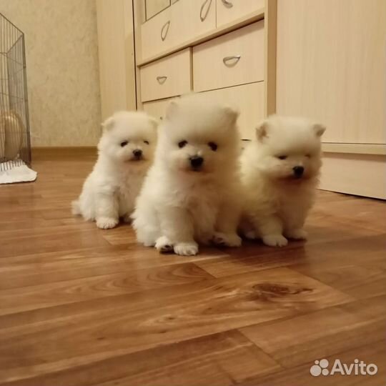 Померанский шпиц