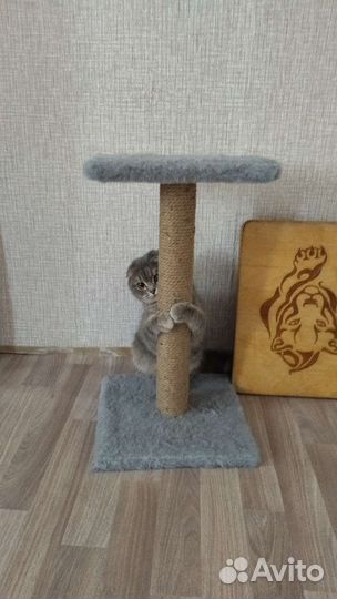Кошка в дар бесплатно