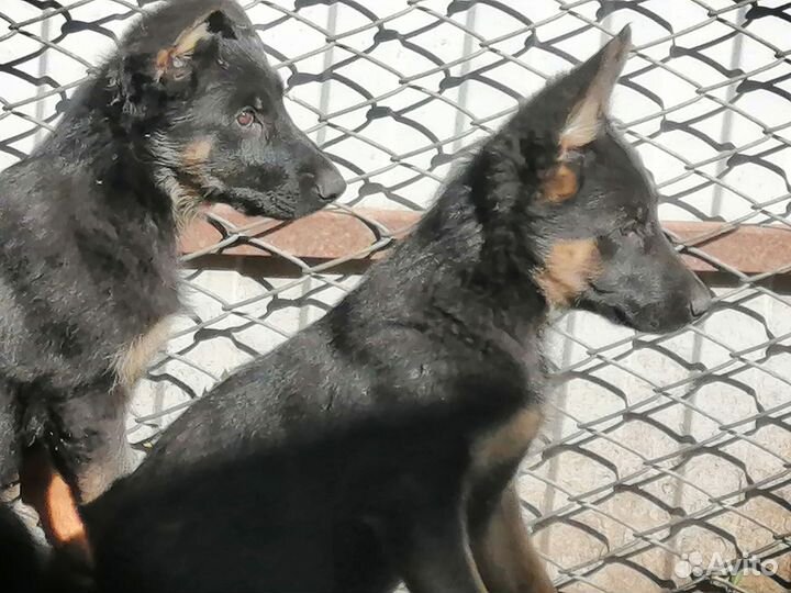 Собаки щенки немецкая овчарка
